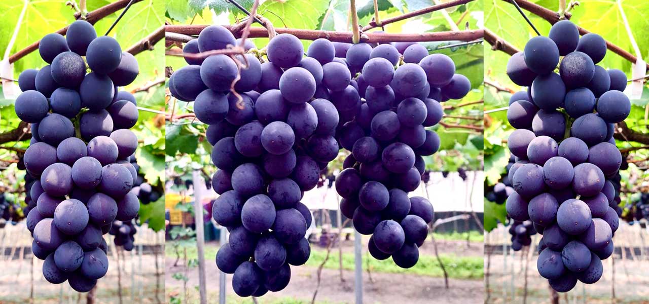 Fresh Kyoho Grape blossom fortune